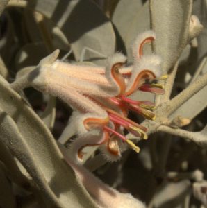 Image of the flower of Amyema nestor