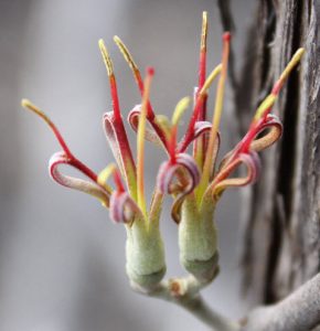 Image of the flower of Amyema quandang var. bancroftii