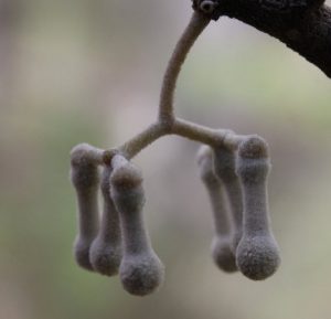 Image of the unopened flowers of Amyema herbertiana