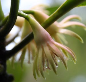 Image of the flower of Bruguiera hainesii