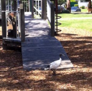 An image of a black and white ibis on the ground next to some play equipment in a park