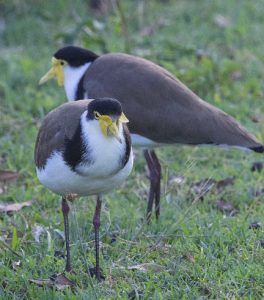 A close up image of two plover birds, common visitors to school yards