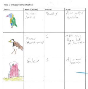 An image of a student's schoolwork with a table containing drawings of birds they saw with names, numbers and notes about the bird