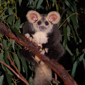 An image of a Greater Glider, taken by Josh Bowell