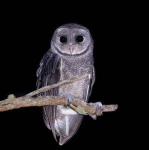 An image of a Sooty Owl taken at night