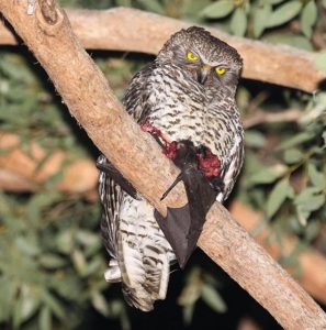 An image of a Powerful Owl feeding on a flying fox at night