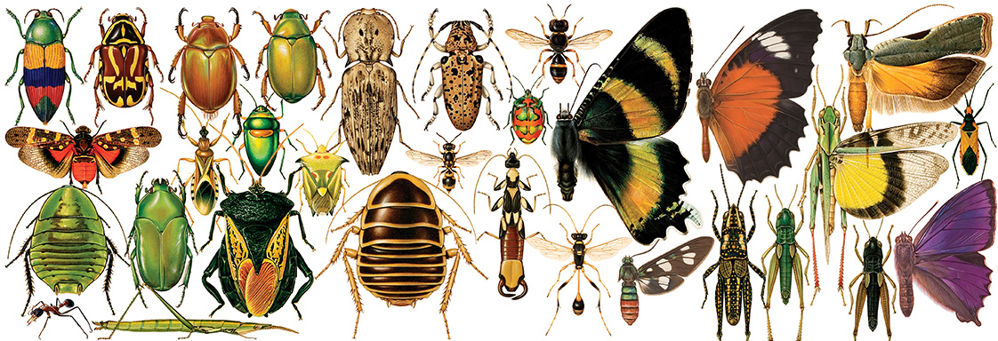 Australian National Insect Collection (ANIC) – Atlas of Living Australia