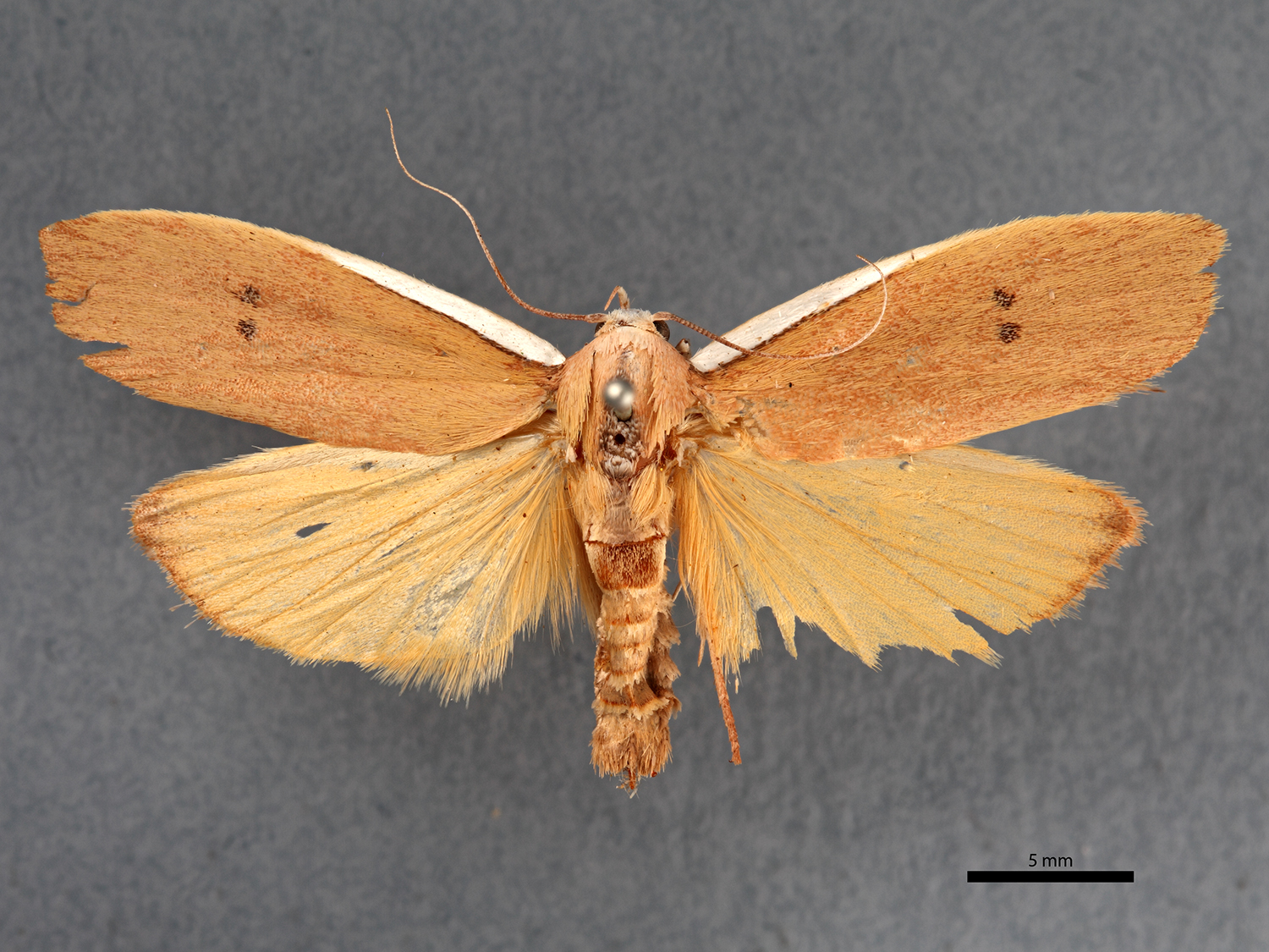 This type specimen of Cryptophasa citrinopa, was collected in Broken Hill in 1914. Natural History Museums care for type specimens to ensure their safety and perpetual availability for future researchers to refer to and review.