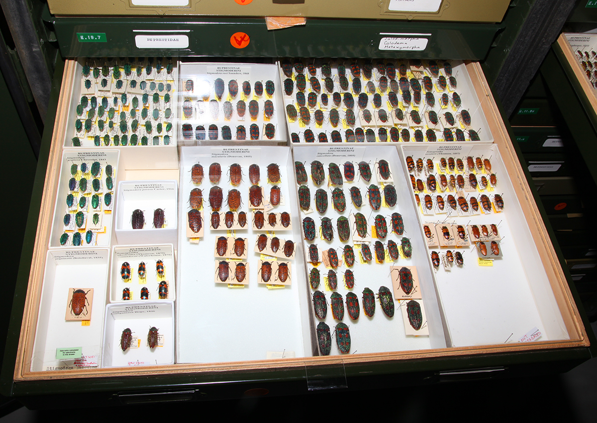 IMG_9469 WA Museum Buprestidae_sm