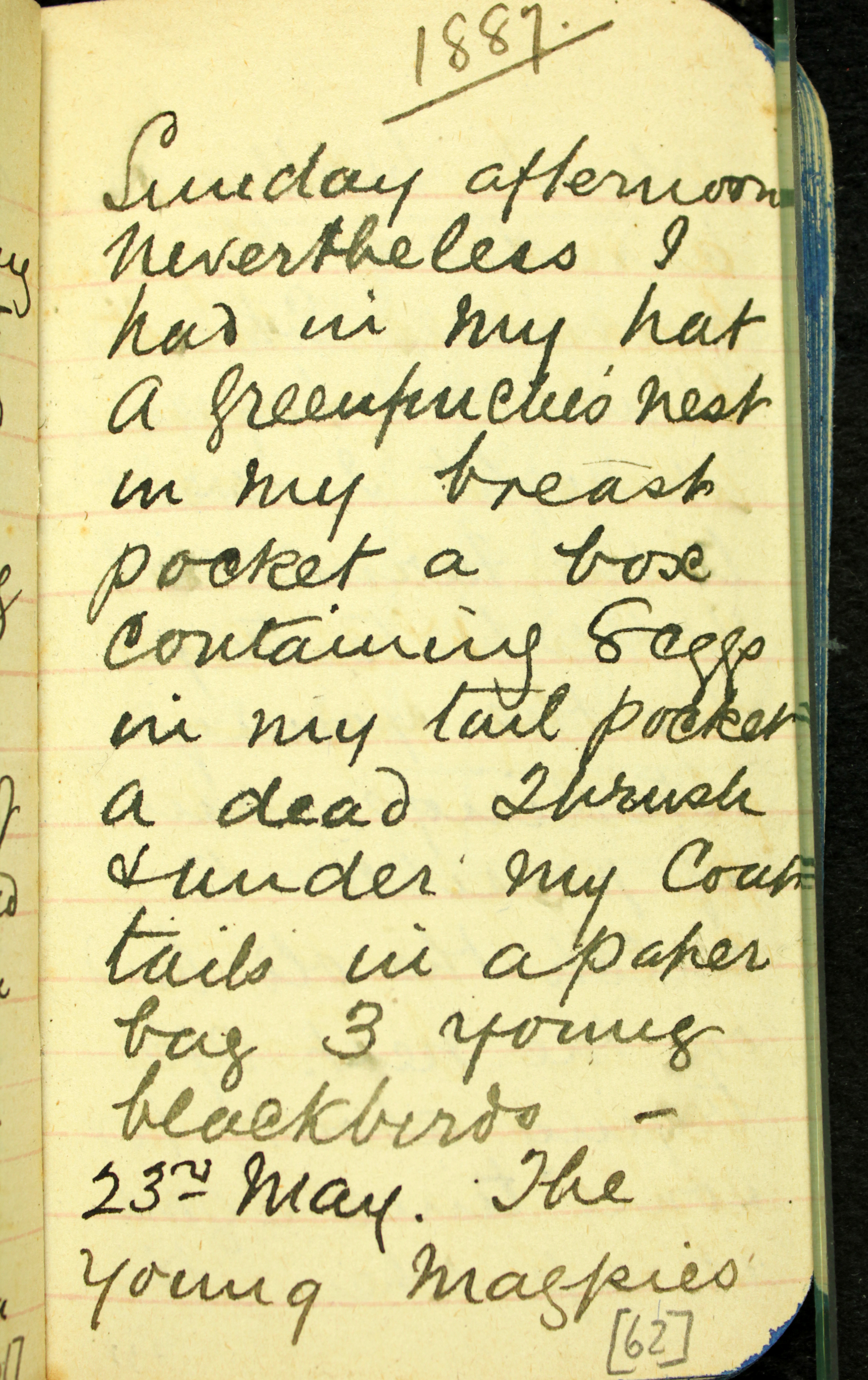 Transcription from one of Megan's favourite Edgar White diary pages. 1887/05/22 In the ground when we got near the young birds which could nearly fly.- fluttered out of the nest. I ♂[male] and 2 ♀[female] I took them home. I looked very innocent walking down the lane on a Sunday afternoon nevertheless I had in my hat a Greenfinche's nest in my breast pocket a box containing 8 eggs in my tail pocket a dead thrush &[and] under my coat tails in a paper bag 3 young blackbirds. on arriving home I had a bath put my trousers into a tub and went to bed. Photo: Australia Museum DigiVol