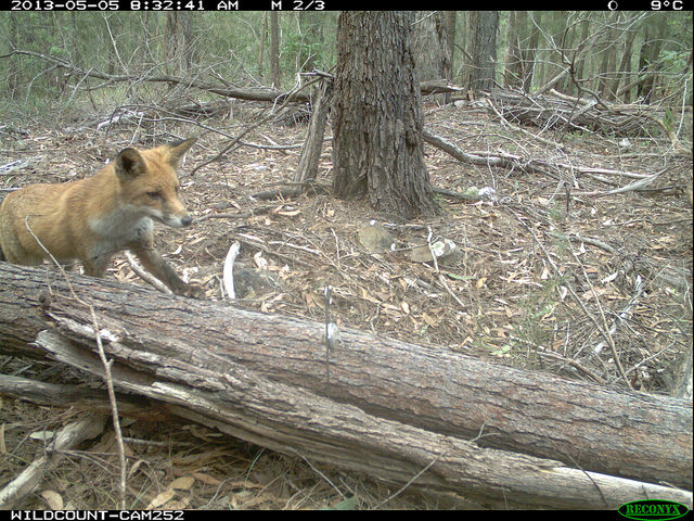 A Fox capture photographed during WildCount
