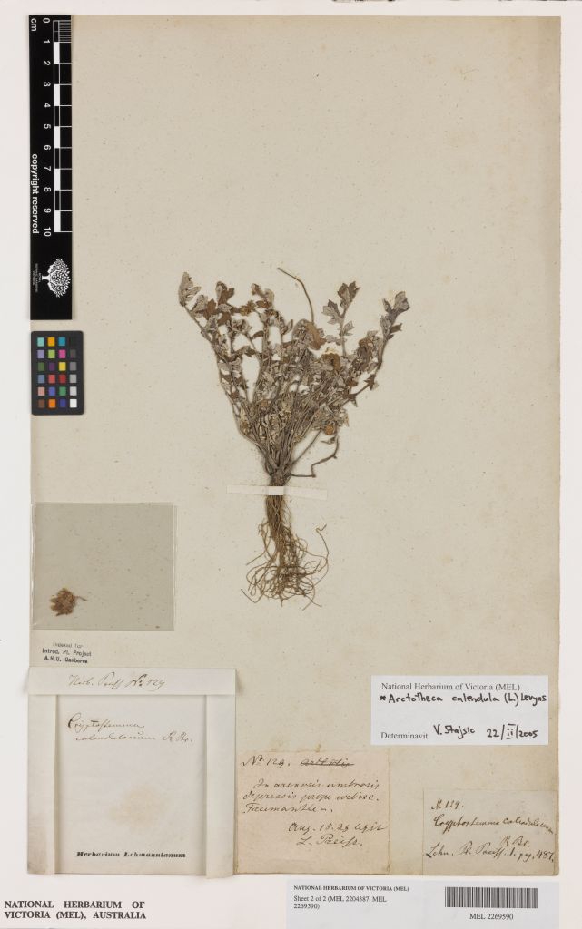 The first herbarium record of Arctotheca calendula (Cape weed) from Australia; collected at Fremantle in 1838 by Ludwig Preiss.