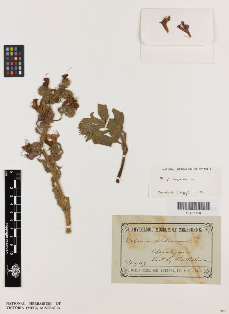 The first herbarium record of Echium plantagineum (Paterson’s curse) from Australia; collected at Deniliquin in 1897 by an unknown collector.