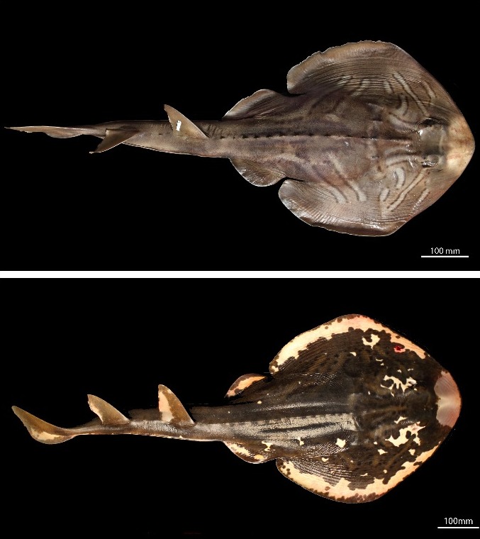 Visually different but what about genetically? Top: Southern Fiddler Ray specimen (SAMA F13961: Trygonorrhina dumerilii (Castelnau 1873)) Bottom: Magpie Fiddler Ray specimen (SAMA F13928: Trygonorrhina melaleuca Scott 1954)