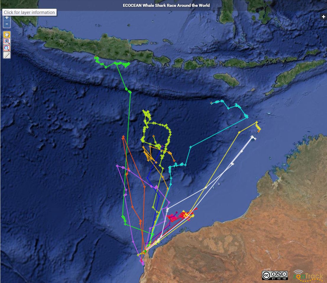A screenshot of the whale shark race: showing tracked movements between July 30 - Sept 14 2015