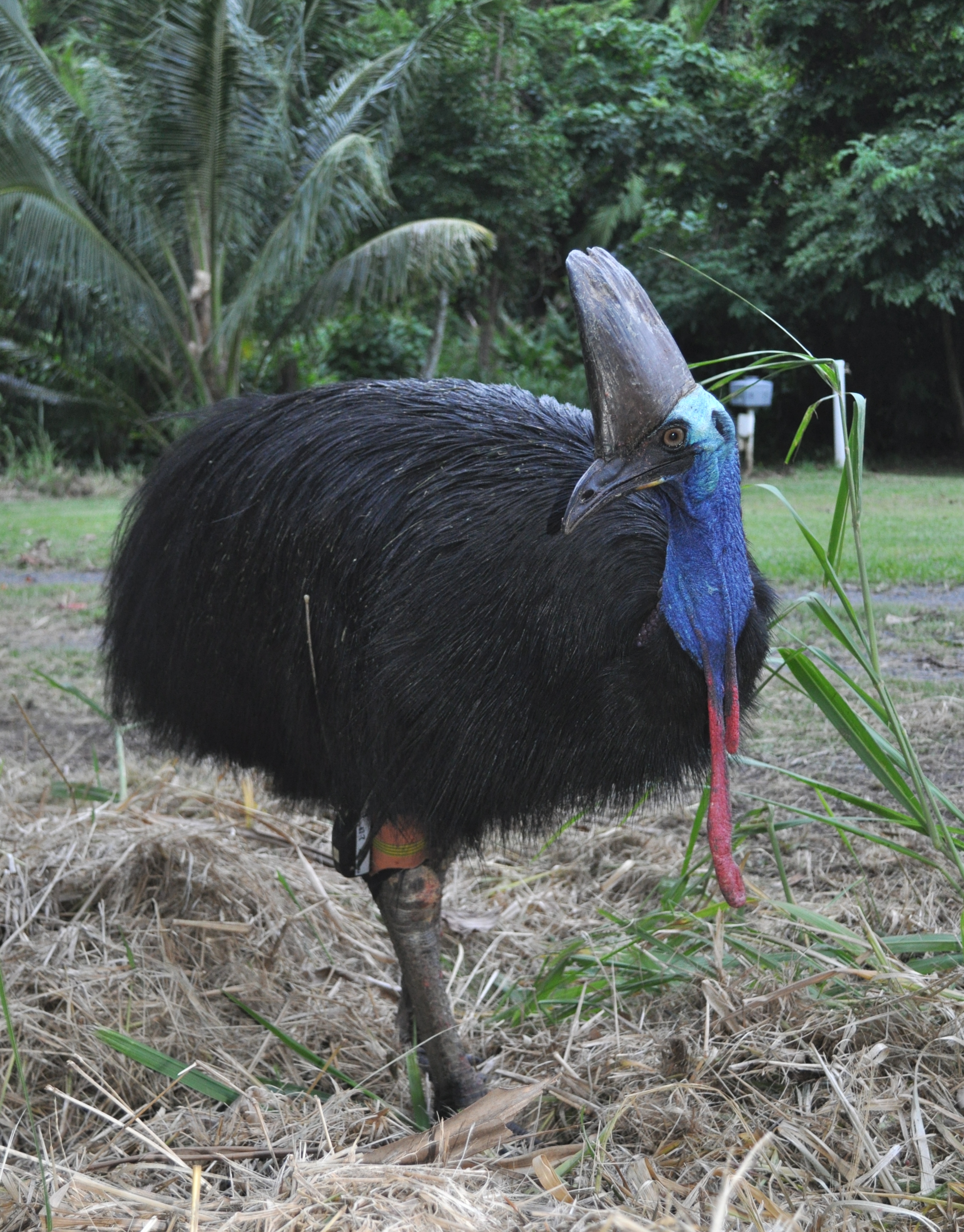 A Cassowary wearing a tracking device - neatly attached to its leg. Photo credit: H. Campbell