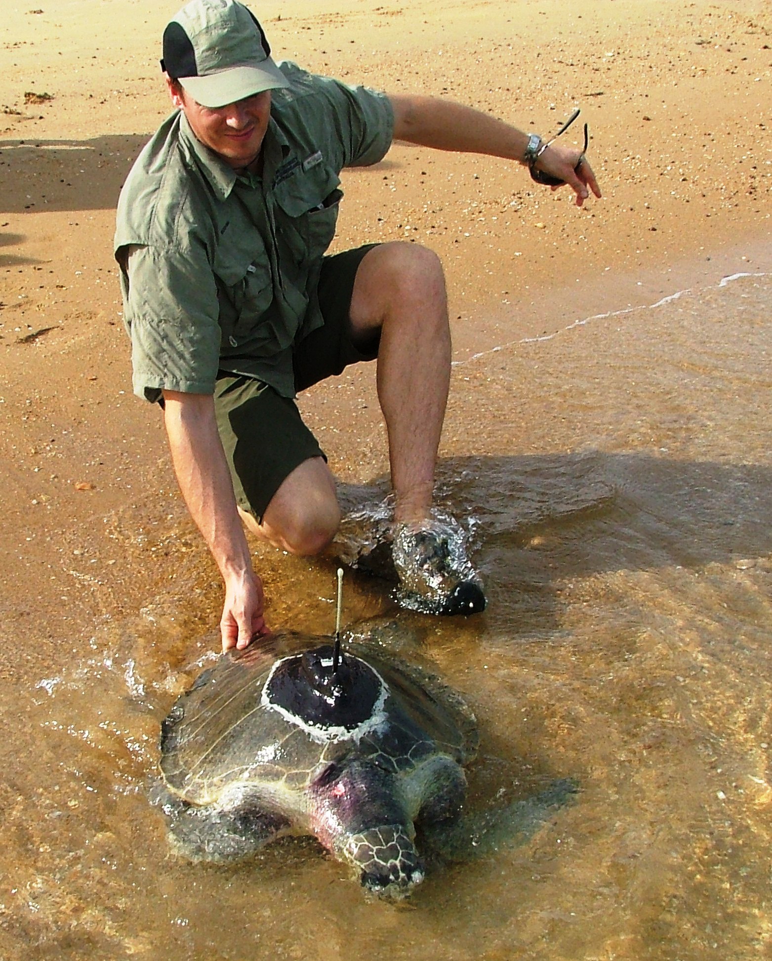 ZoaTrack researcher Hamish Campbell sends a turtle back to the wild with a tracking device attached to the shell.