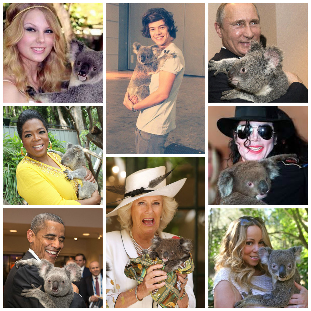 T-Swizzle, Oprah, Obama, Camilla, Harry Styles, Putin, MJ, and Mariah... Celebrities and dignitaries always ensure they get a Koala cuddle when visiting. (Images via Buzzfeed)