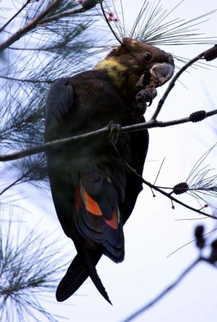 Glossy cockatoos can be found in the region. Photo: OzAnimals via ALA species profile.