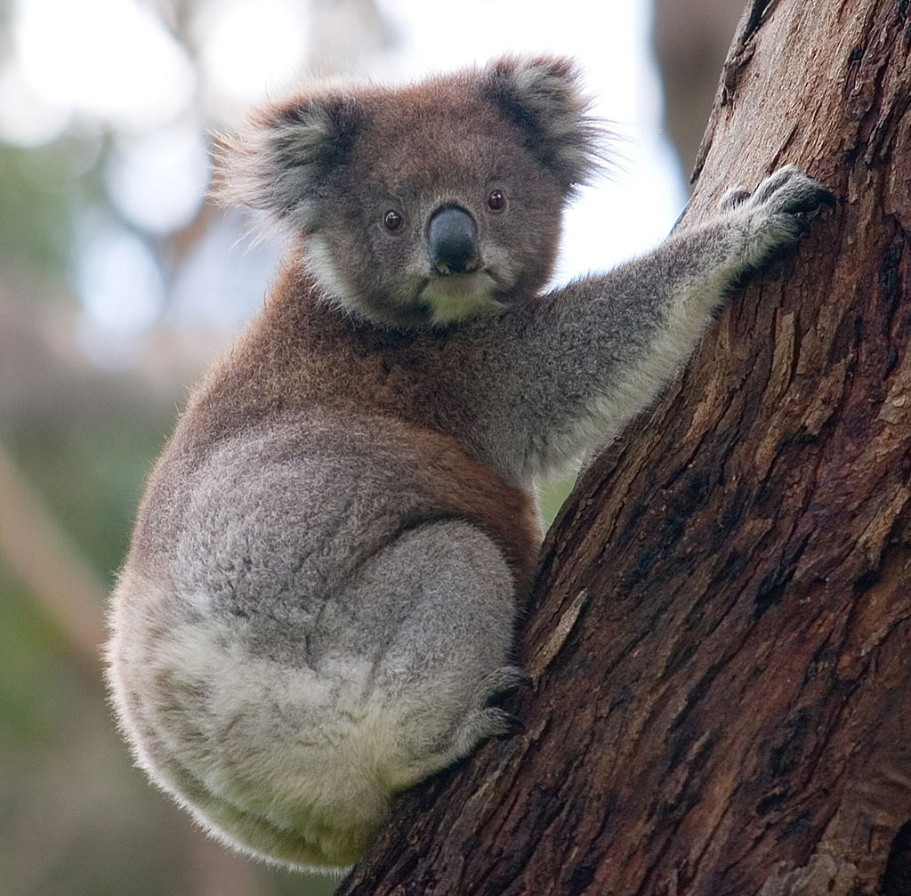 Koala Phascolarctos cinereus. Photo: David Iliff License: CC-BY-SA 3.0