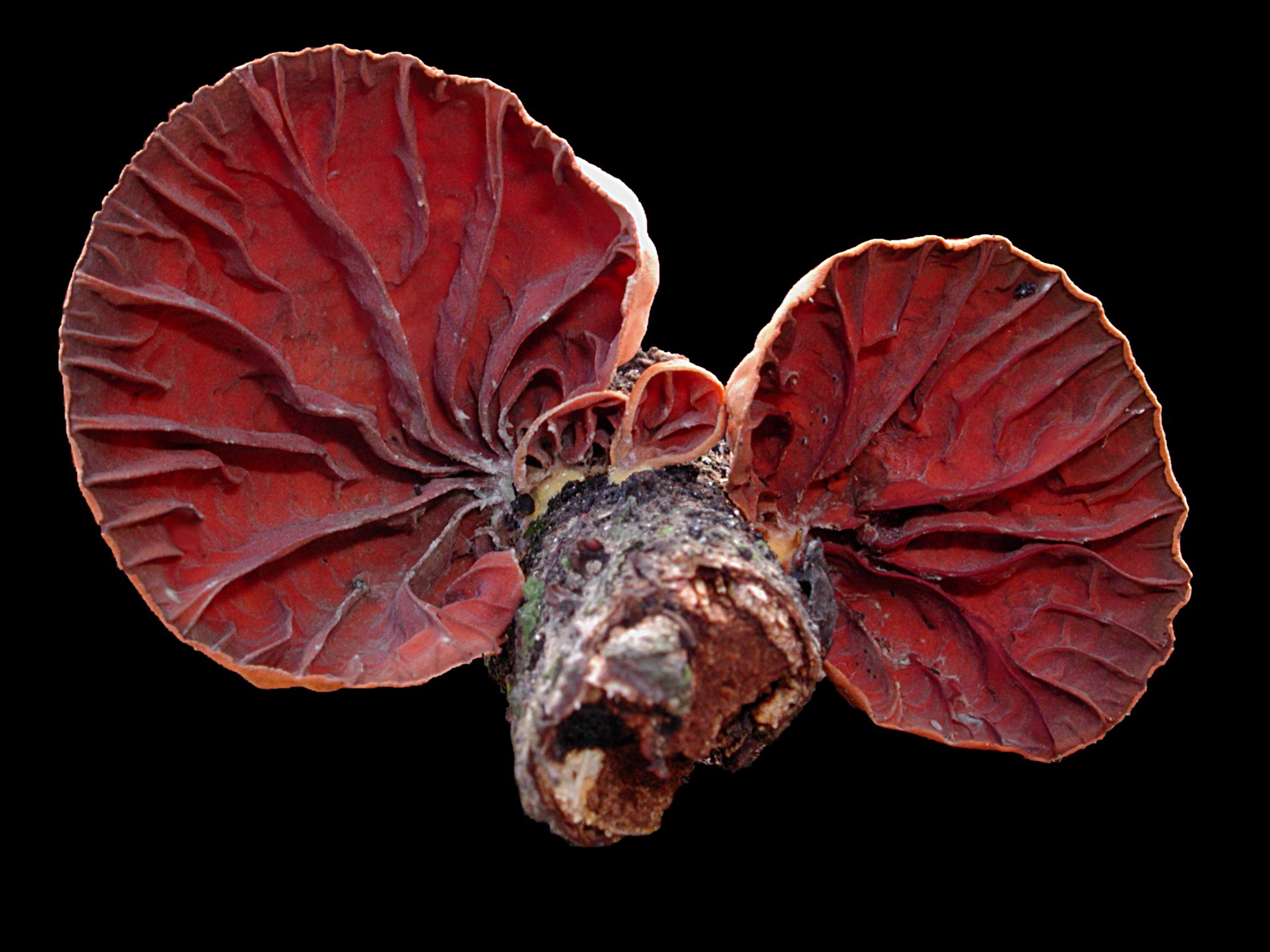 Fungimap putting Australian fungi on the map Atlas of Living Australia