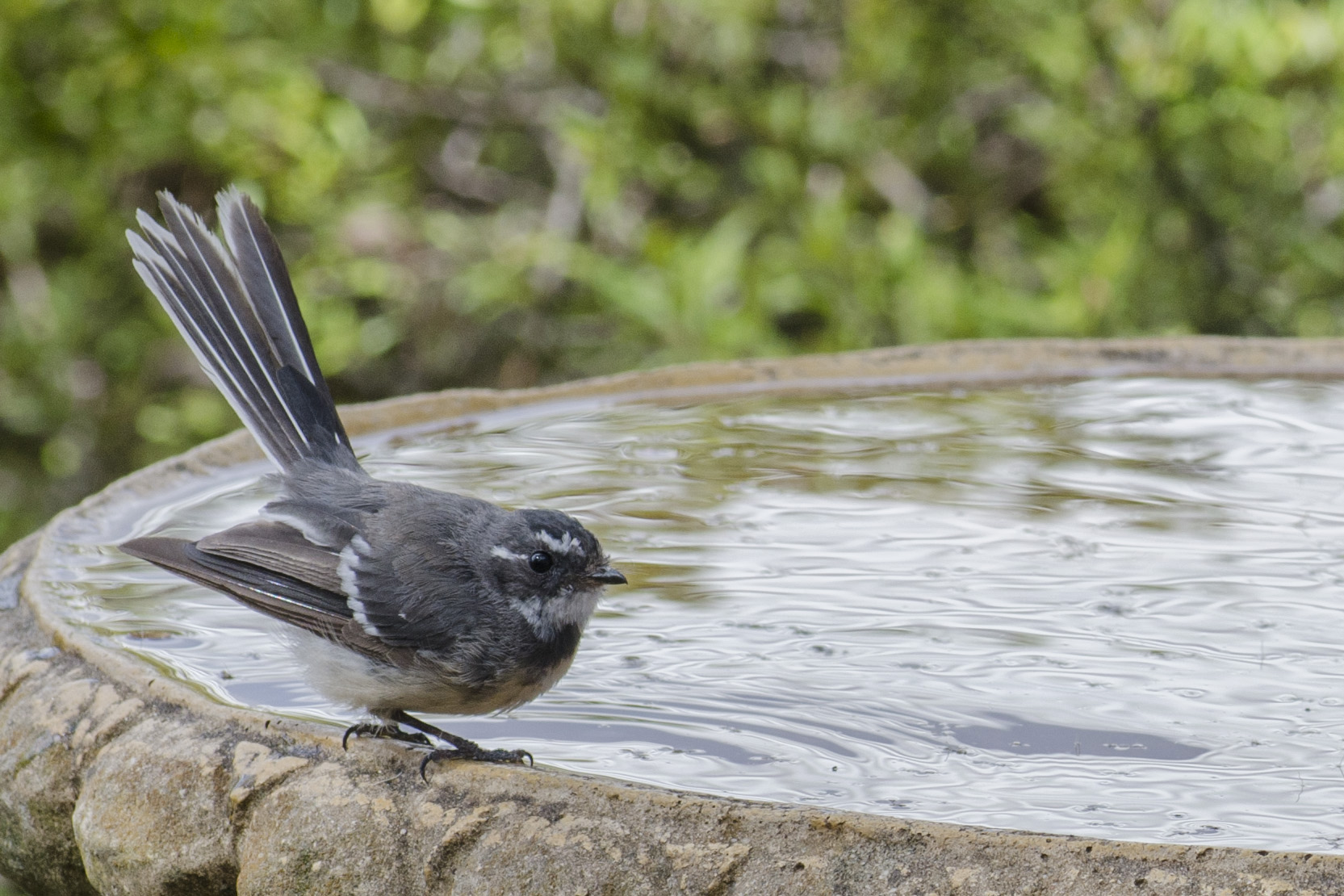 grey fantail Brian Sala rural victoria