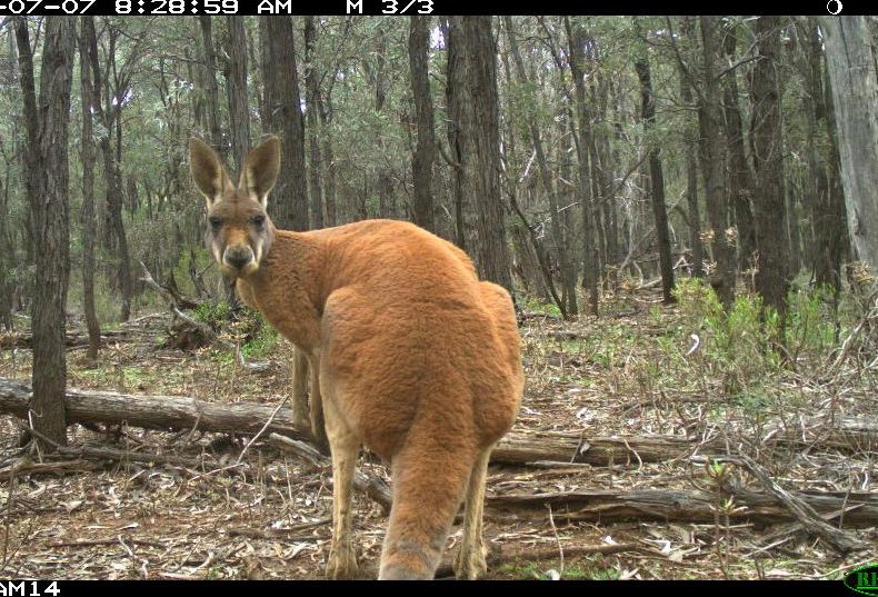 A Red Kangaroo is spotted by a camera trap