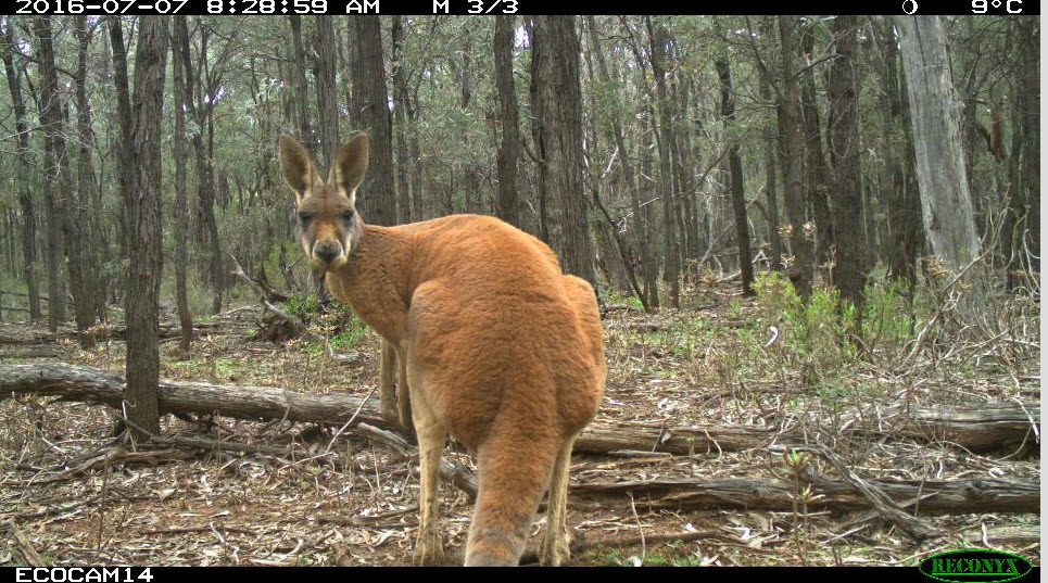 A Red Kangaroo is spotted by a camera trap