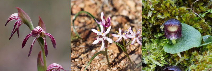 Three flower images by Dr Kym Nicolson