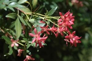 NSW Christmas Bush (Ceratopetalum gummiferum) Image: Australian National Botanic Gardens