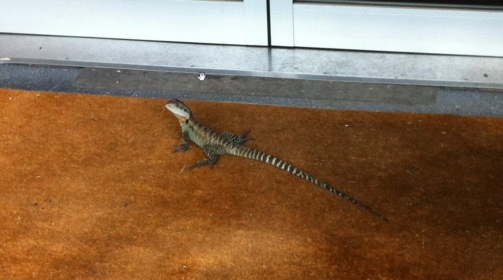 Eastern Water Dragon spotted outside a workplace.