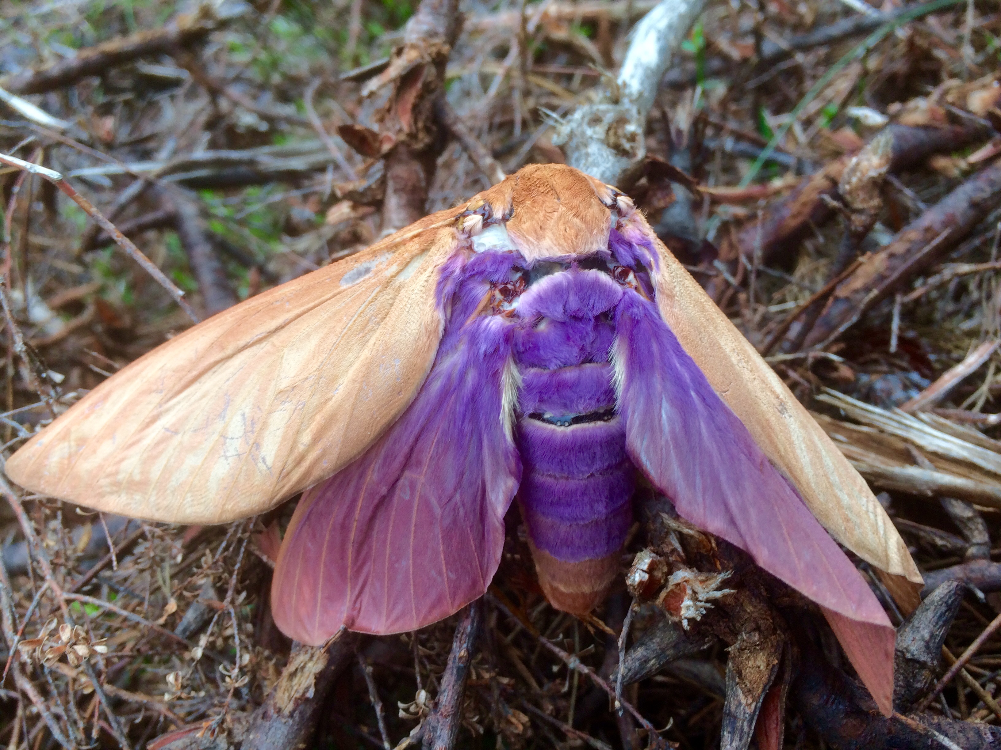 Moth image by David Middlebrook in the Blue Mountains NSW