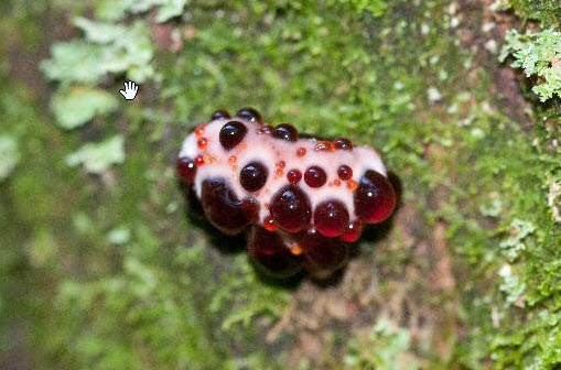 Rachel Marks spotted this fungus in the Royal National Park