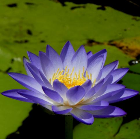 Nymphaea violacea. Image by Clare Pearce - ALA Individual Sightings