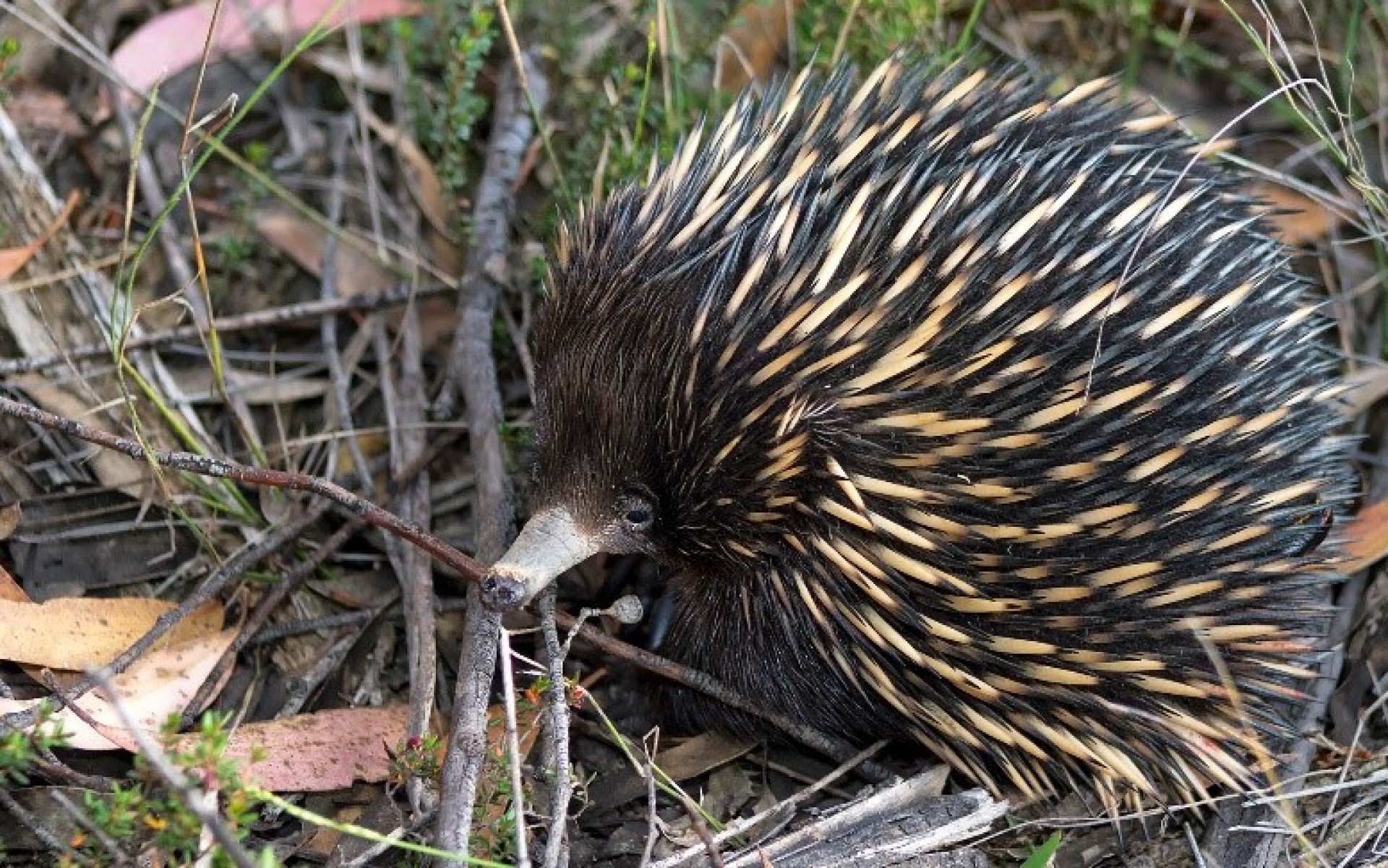 Tracking elusive echidna  populations Atlas of Living 