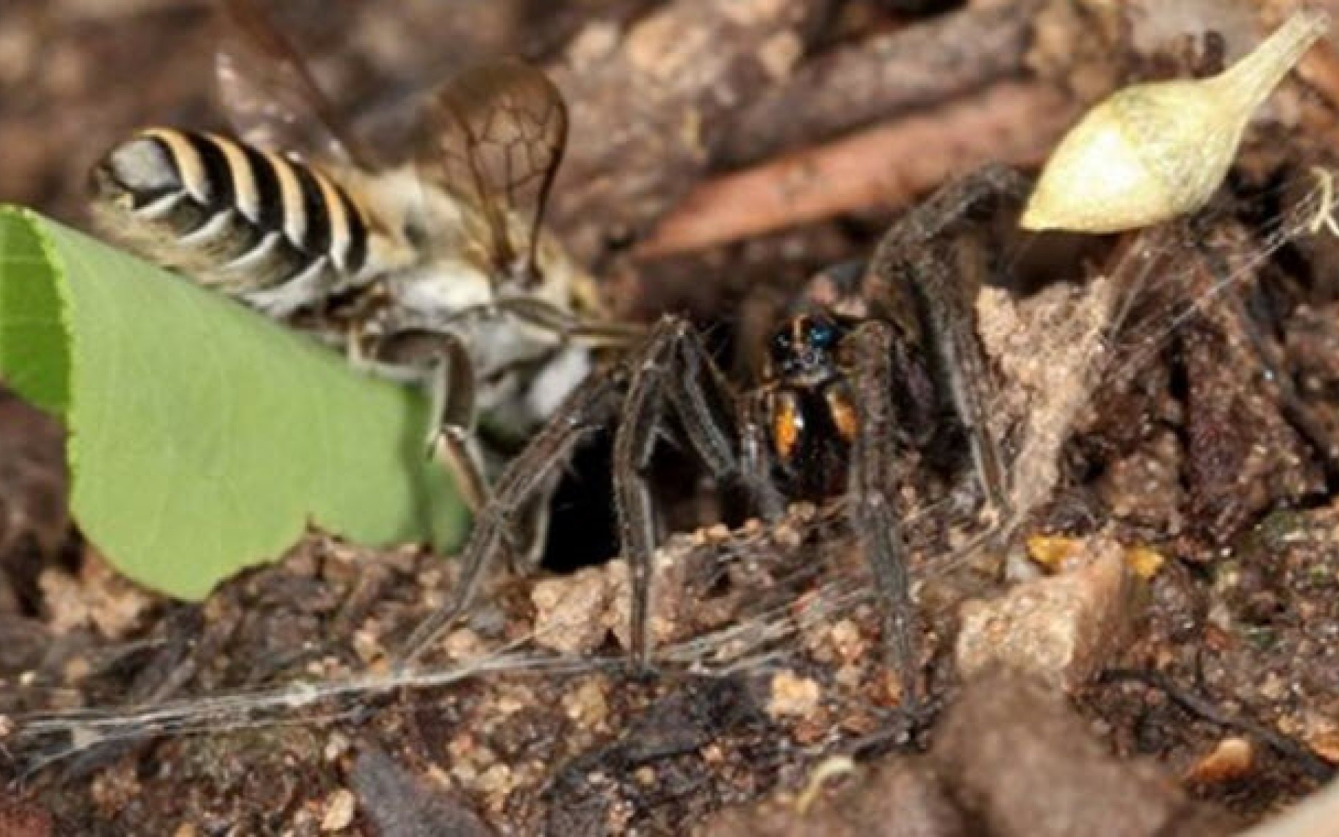 Bees Voerkraal Program Bees Voerkraal Program
