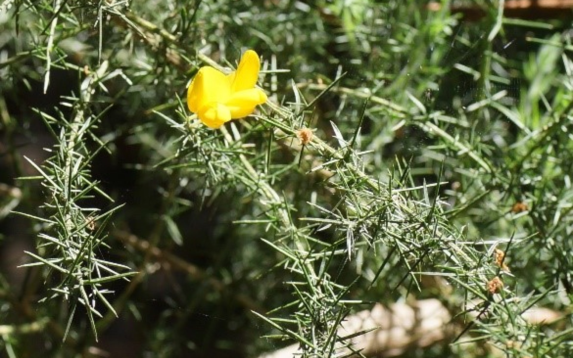 Victorian Gorse Taskforce: fighting one of Australia’s worst weeds