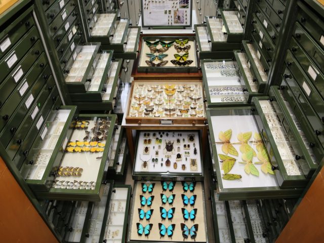 Browse Australia's natural history collections