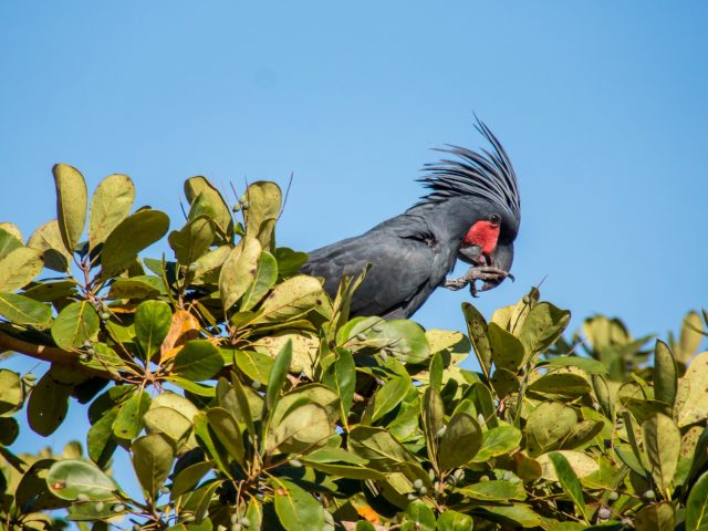 View Palm Cockatoo species page