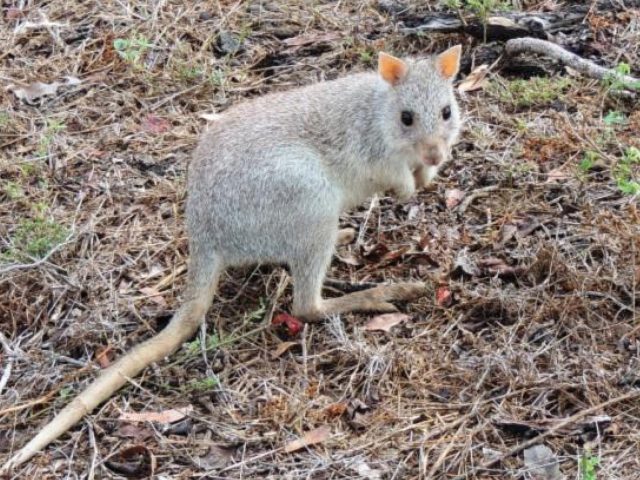 View Rufous Bettong species page