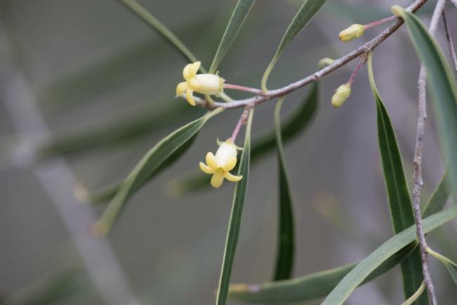 plant with small yellow flower 