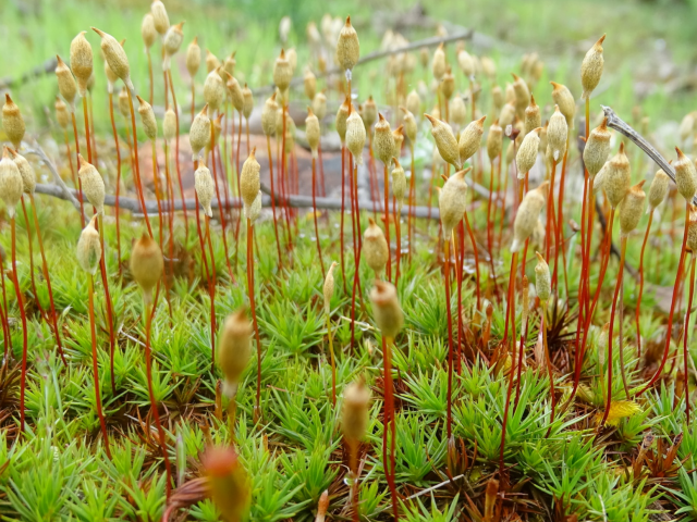 View Polytrichum juniperinum species page