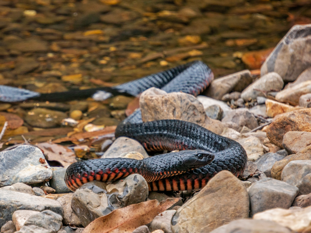 View Red-Bellied Black Snake species page