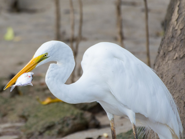 View Eastern Great Egret species page