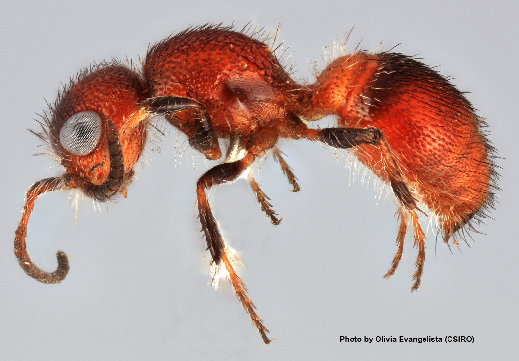 Play the mimicry game with Australia s velvet ants Atlas of