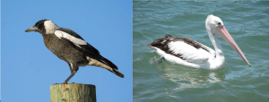 The Australian Magpie and the Australian Pelican