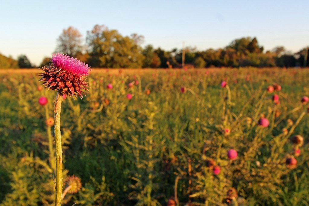 Image of a Spear Thistle in a field.