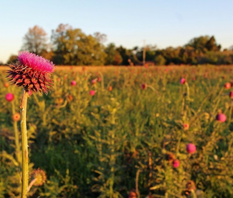 Image of a Spear Thistle in a field.