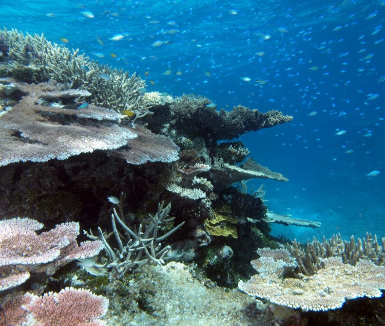 Underwater view of Wheeler Reef