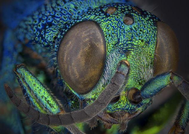 Image of an insect eye from the ALA Strategy 2020-2025
